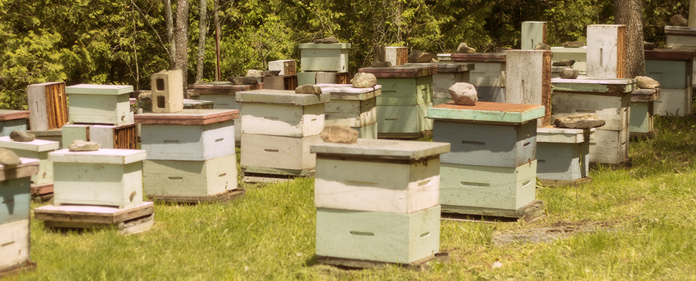 Farms at Work Beekeeping Mentorship Program - Bee Yard