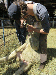 sheep mentorship participant clipping hooves