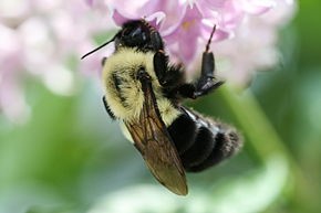 Common Eastern Bumble Bee